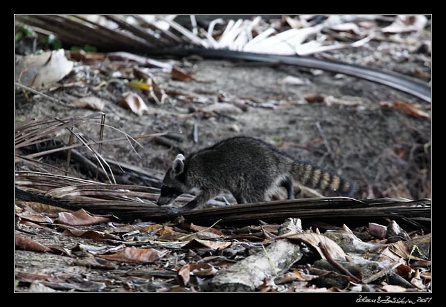 Costa Rica - Cahuita - northern raccoon