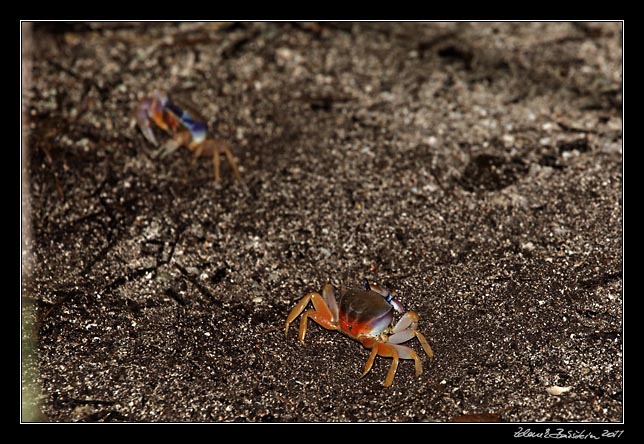 Costa Rica - Cahuita - land crabs