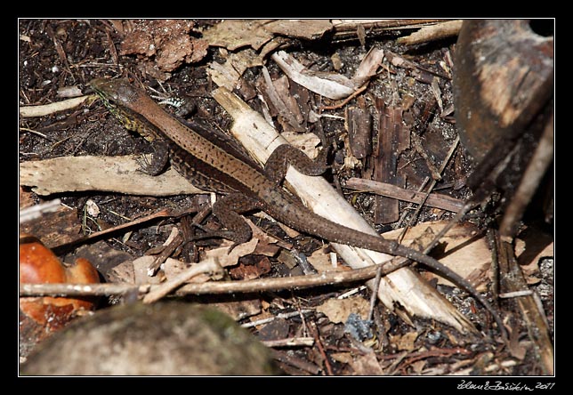 Costa Rica - Cahuita -