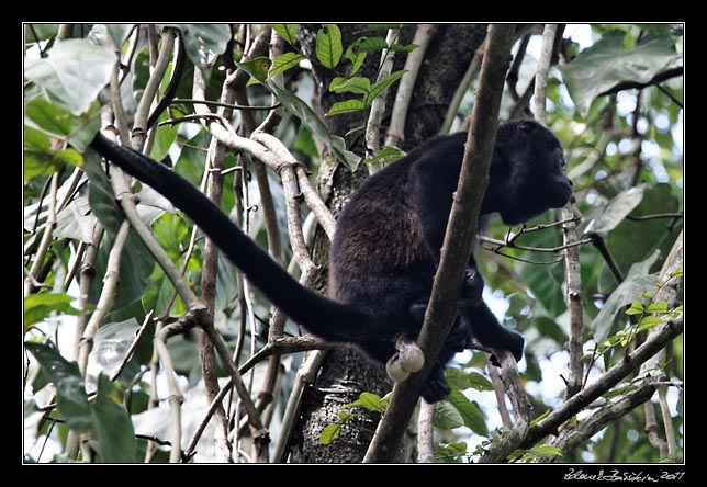 Costa Rica - Cahuita - howler monkey