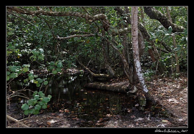 Costa Rica - Cahuita - rain forest