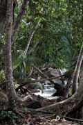 Costa Rica - Cahuita - national park coast