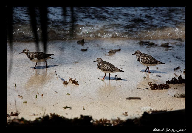 Costa Rica - Cahuita -