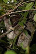 Costa Rica - Cahuita - three-toed sloth