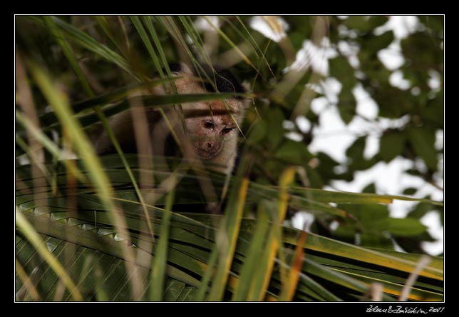 Costa Rica - Cahuita - white throated capuchin