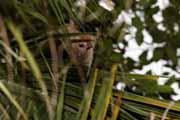 Costa Rica - Cahuita - white throated capuchin