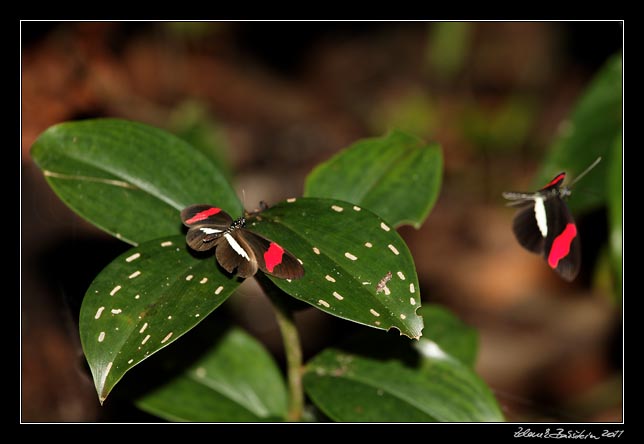 Costa Rica - Cahuita - small postman butterfly