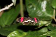 Costa Rica - Cahuita - small postman butterfly