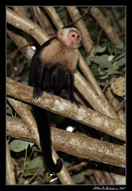 Costa Rica - Cahuita - white throated capuchin