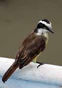 Costa Rica - Tortuguero canal - white - ringed flycatcher