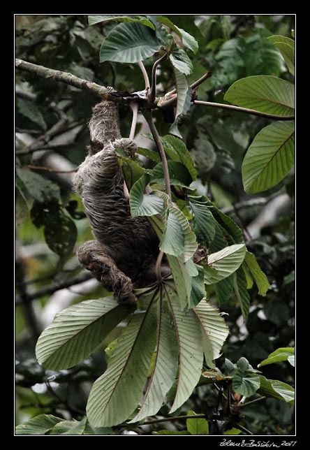 Costa Rica - Tortuguero canal - three-toed sloth