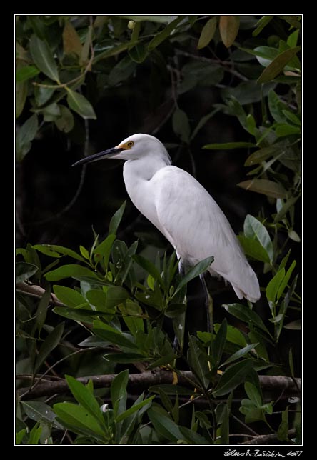 Costa Rica - Tortuguero canal - snowy egret