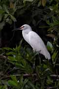 Costa Rica - Tortuguero canal - snowy egret