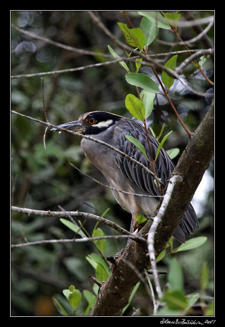 Costa Rica - Tortuguero canal - yellow crowned night heron