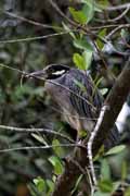 Costa Rica - Tortuguero canal - yellow crowned night heron