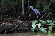 Costa Rica - Tortuguero canal - little blue heron