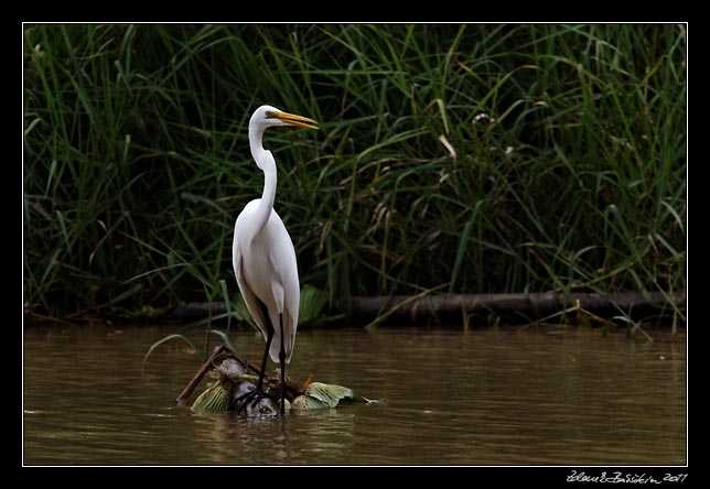 Costa Rica - Tortuguero canal - snowy egret