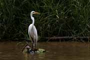 Costa Rica - Tortuguero canal - snowy egret