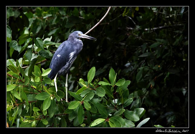 Costa Rica - Tortuguero canal - little blue heron