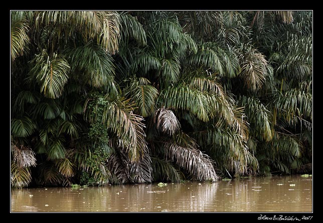 Costa Rica - Tortuguero canal -