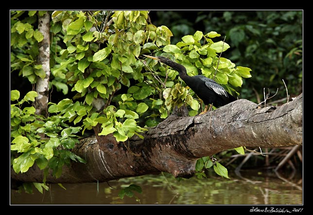 Costa Rica - Tortuguero canal - anhinga