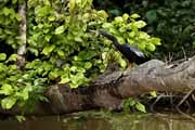 Costa Rica - Tortuguero canal - anhinga