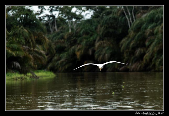 Costa Rica - Tortuguero canal - snowy egret