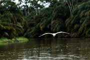 Costa Rica - Tortuguero canal - snowy egret