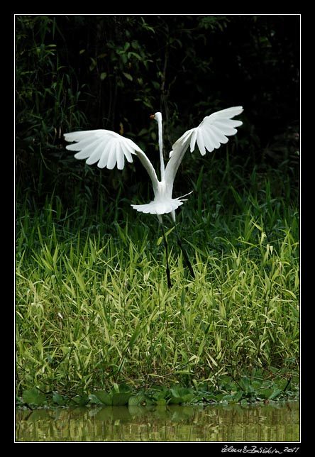 Costa Rica - Tortuguero canal - snowy egret