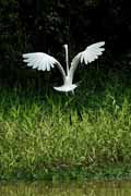 Costa Rica - Tortuguero canal - snowy egret