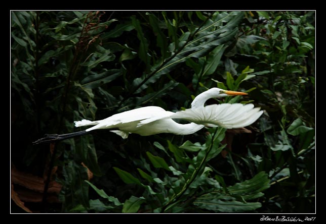 Costa Rica - Tortuguero canal - snowy egret