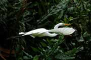 Costa Rica - Tortuguero canal - snowy egret