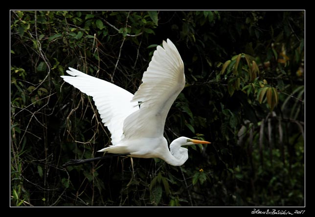 Costa Rica - Tortuguero canal - snowy egret