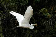 Costa Rica - Tortuguero canal - snowy egret