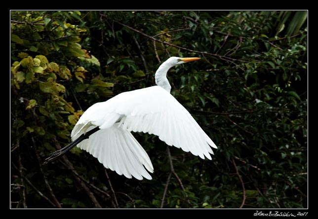 Costa Rica - Tortuguero canal - snowy egret