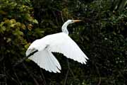 Costa Rica - Tortuguero canal - snowy egret