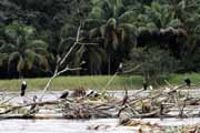 Costa Rica - Tortuguero canal - cormorants