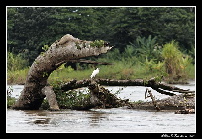 Costa Rica - Tortuguero canal -