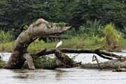 Costa Rica - Tortuguero canal -