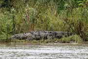 Costa Rica - Tortuguero canal - american crocodile