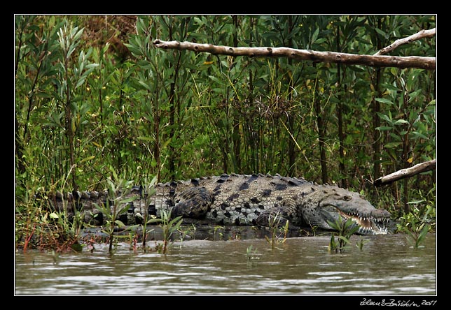 Costa Rica - Tortuguero canal - american crocodile