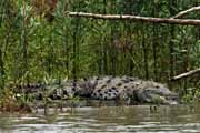 Costa Rica - Tortuguero canal - american crocodile