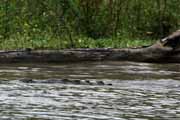 Costa Rica - Tortuguero canal - american crocodile