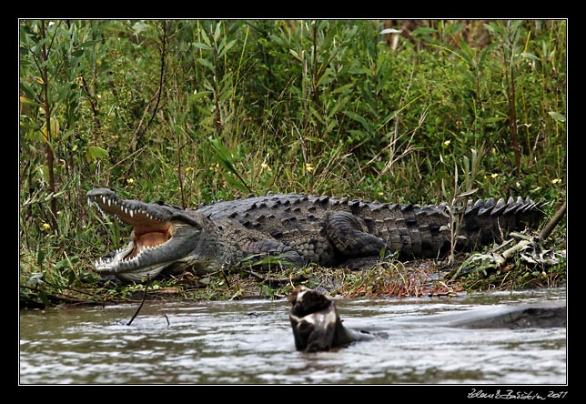 Costa Rica - Tortuguero canal - american crocodile