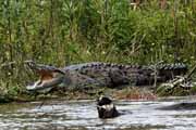 Costa Rica - Tortuguero canal - american crocodile