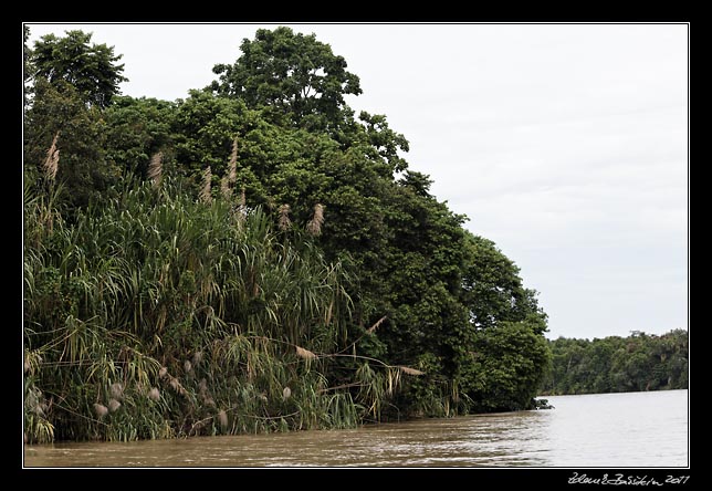 Costa Rica - Tortuguero canal -