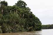 Costa Rica - Tortuguero canal -