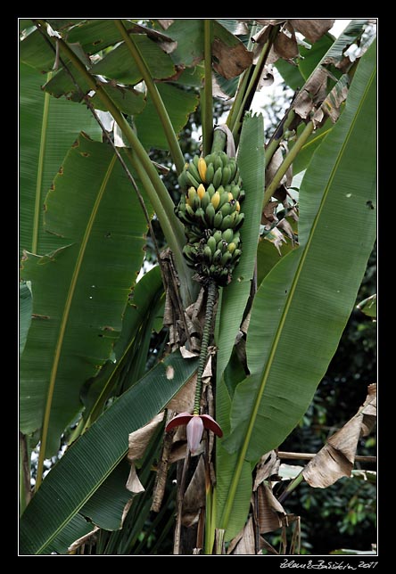 Costa Rica - Tortuguero canal - bananas