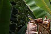 Costa Rica - Tortuguero canal - tropical kingbird