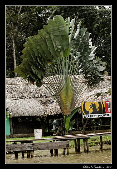 Costa Rica - Tortuguero canal - Pacuare